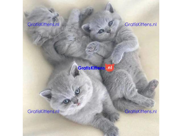 Mooie Brits Korthaar Kittens