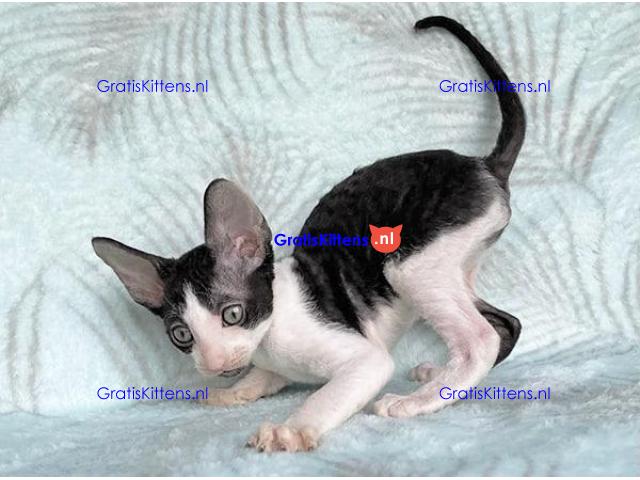 ooie half Cornish Rex kittens.