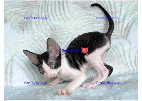 ooie half Cornish Rex kittens.