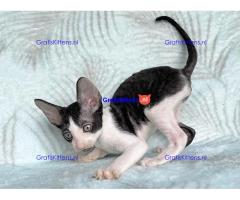 ooie half Cornish Rex kittens.