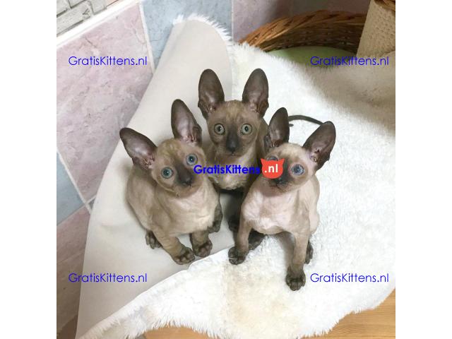 ooie half Cornish Rex kittens.