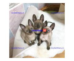 ooie half Cornish Rex kittens.