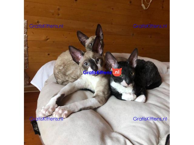 ooie half Cornish Rex kittens.