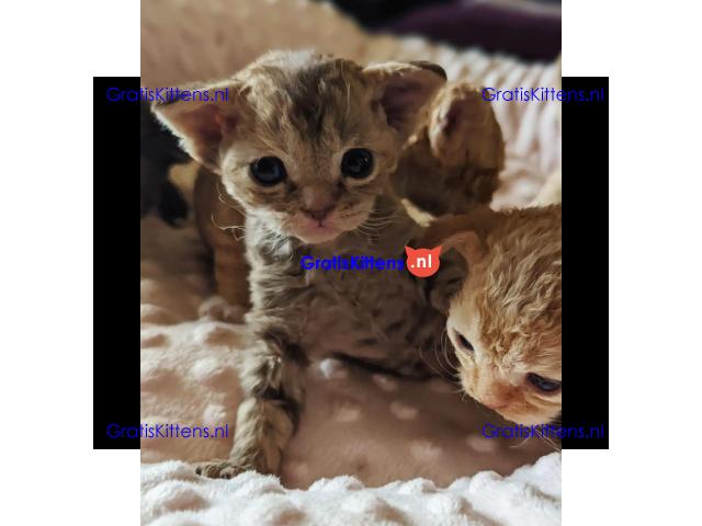 Mooie Pure Devon Rex Kittens