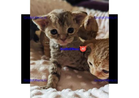 Mooie Pure Devon Rex Kittens