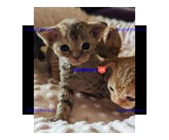 Mooie Pure Devon Rex Kittens