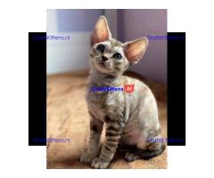 Mooie Pure Devon Rex Kittens