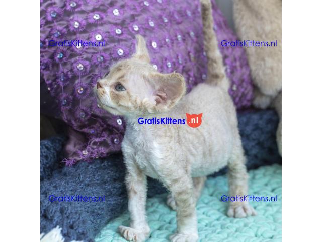 Mooie Pure Devon Rex Kittens