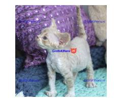 Mooie Pure Devon Rex Kittens