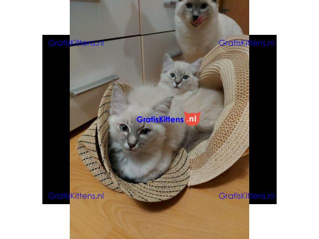 Stamboom Ragdoll Boy en Girl kittens