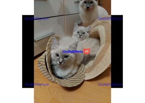 Stamboom Ragdoll Boy en Girl kittens