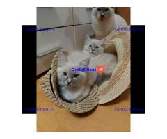 Stamboom Ragdoll Boy en Girl kittens