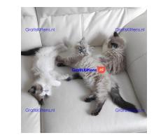 Stamboom Ragdoll Boy en Girl kittens