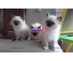 Stamboom Ragdoll Boy en Girl kittens