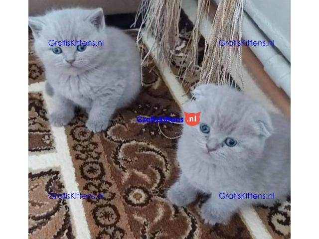 Schattige Scottish Fold/straight kittens