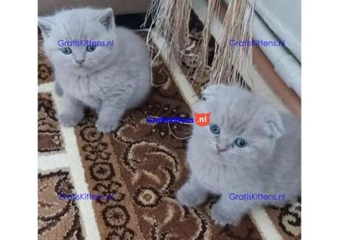 Schattige Scottish Fold/straight kittens