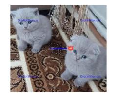 Schattige Scottish Fold/straight kittens