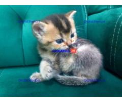 Schattige Scottish Fold/straight kittens