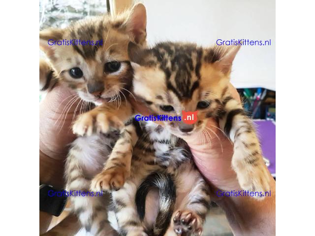 Toyger Kitten voor nieuw huis