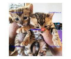 Toyger Kitten voor nieuw huis