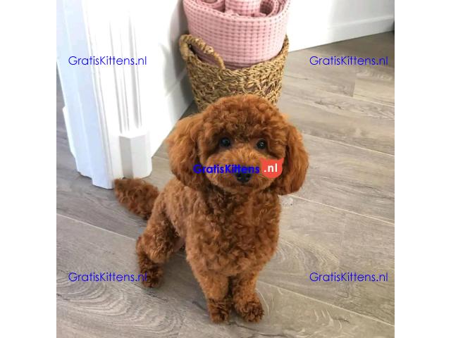 Mooie poedelpuppy's voor een nieuw huis