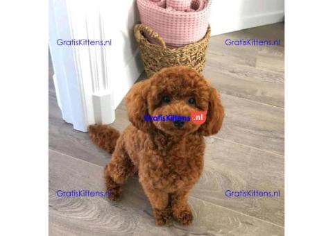 Mooie poedelpuppy's voor een nieuw huis