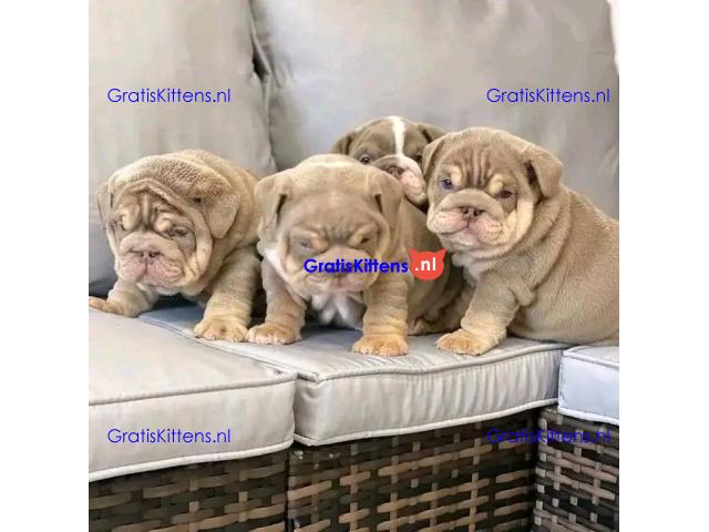 Kc geregistreerde Engelse bulldog-puppy's