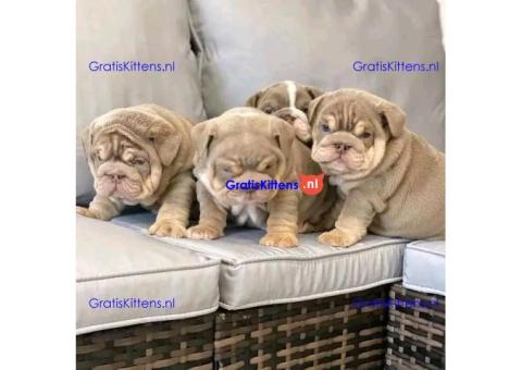 Kc geregistreerde Engelse bulldog-puppy's