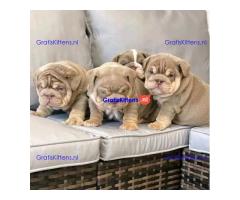 Kc geregistreerde Engelse bulldog-puppy's