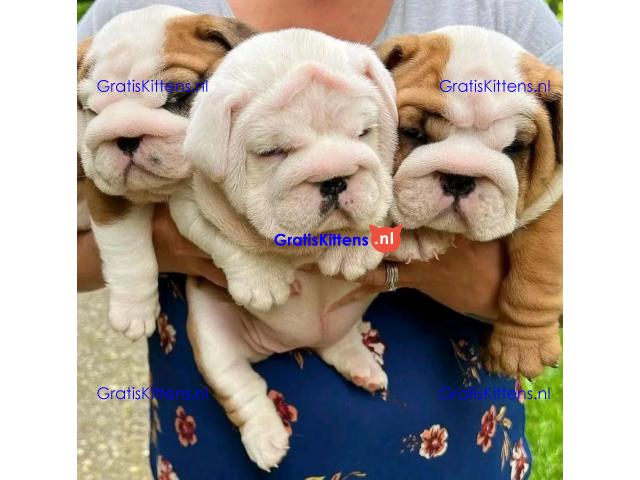 Kc geregistreerde Engelse bulldog-puppy's