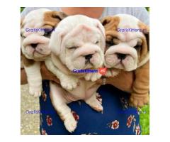 Kc geregistreerde Engelse bulldog-puppy's