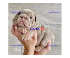 Kc geregistreerde Engelse bulldog-puppy's