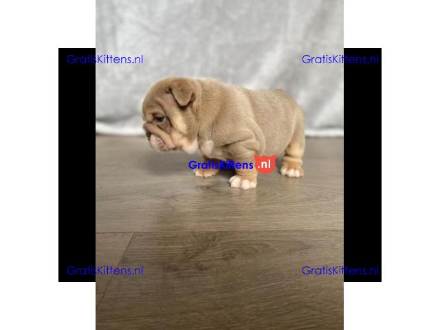 Kc geregistreerde Engelse bulldog-puppy's