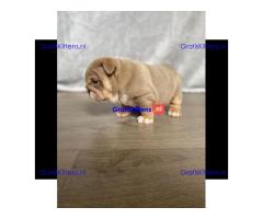 Kc geregistreerde Engelse bulldog-puppy's