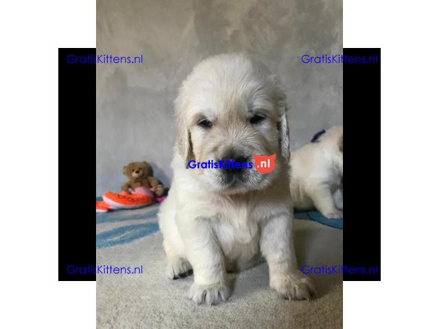 Prachtige Golden Retriever-puppy's