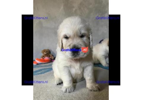 Prachtige Golden Retriever-puppy's