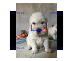 Prachtige Golden Retriever-puppy's