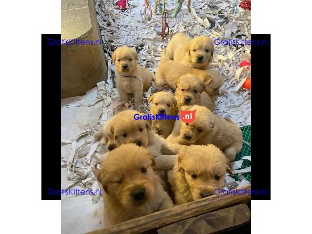 Prachtige Golden Retriever-puppy's