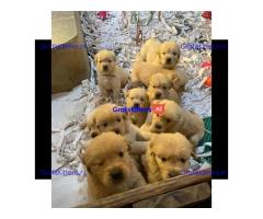 Prachtige Golden Retriever-puppy's