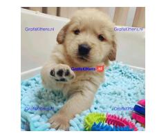 Prachtige Golden Retriever-puppy's