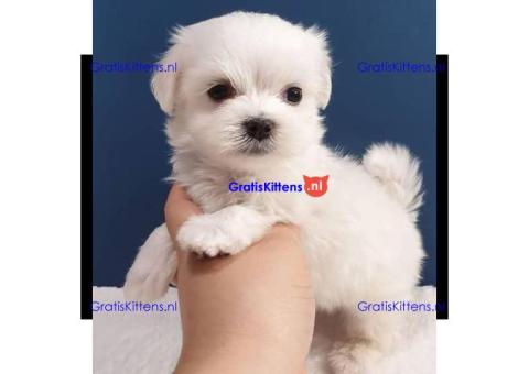 Maltese puppy's zijn nu klaar