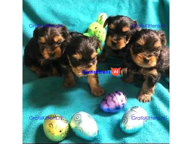 Yorkshire terrier-puppy's hebben een goed huis nodig