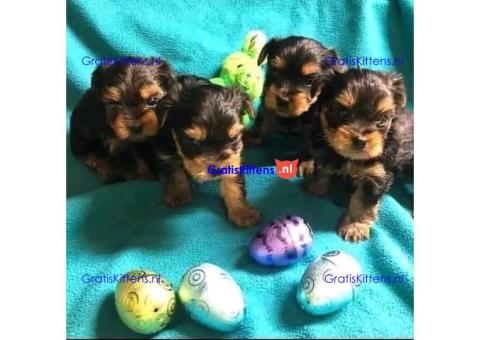 Yorkshire terrier-puppy's hebben een goed huis nodig