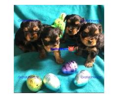 Yorkshire terrier-puppy's hebben een goed huis nodig