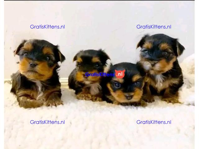 Yorkshire terrier-puppy's hebben een goed huis nodig