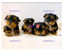 Yorkshire terrier-puppy's hebben een goed huis nodig