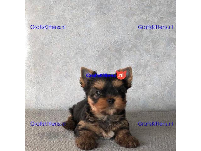 Yorkshire terrier-puppy's hebben een goed huis nodig