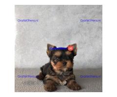 Yorkshire terrier-puppy's hebben een goed huis nodig