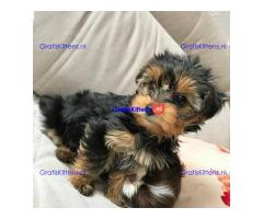 Yorkshire terrier-puppy's hebben een goed huis nodig