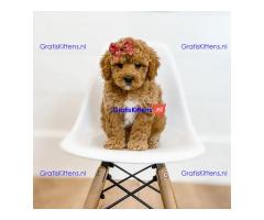 ADORABLE GOLDENDOODLE PUPPY AVAILABLE